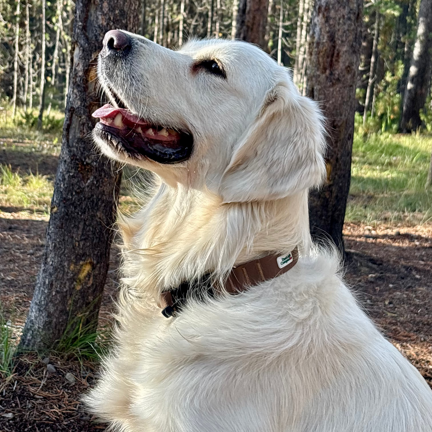 Nordic Trail Collar